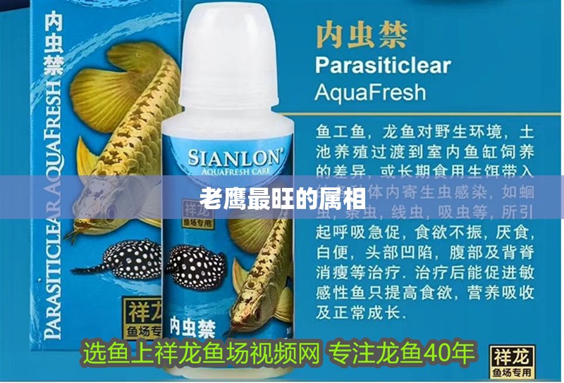 老鷹最旺的屬相 老鷹最旺的屬相 龍魚論壇