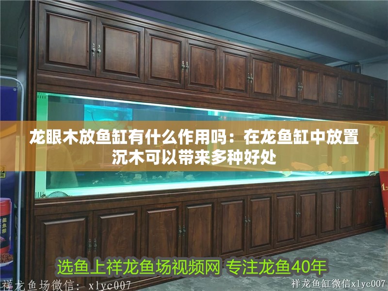 龍眼木放魚缸有什么作用嗎：在龍魚缸中放置沉木可以帶來多種好處 龍眼木放魚缸有什么作用嗎：在龍魚缸中放置沉木可以帶來多種好處 魚缸百科