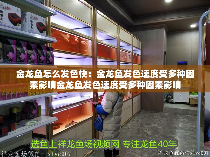 金龍魚怎么發(fā)色快：金龍魚發(fā)色速度受多種因素影響金龍魚發(fā)色速度受多種因素影響 金龍魚怎么發(fā)色快：金龍魚發(fā)色速度受多種因素影響金龍魚發(fā)色速度受多種因素影響 龍魚百科