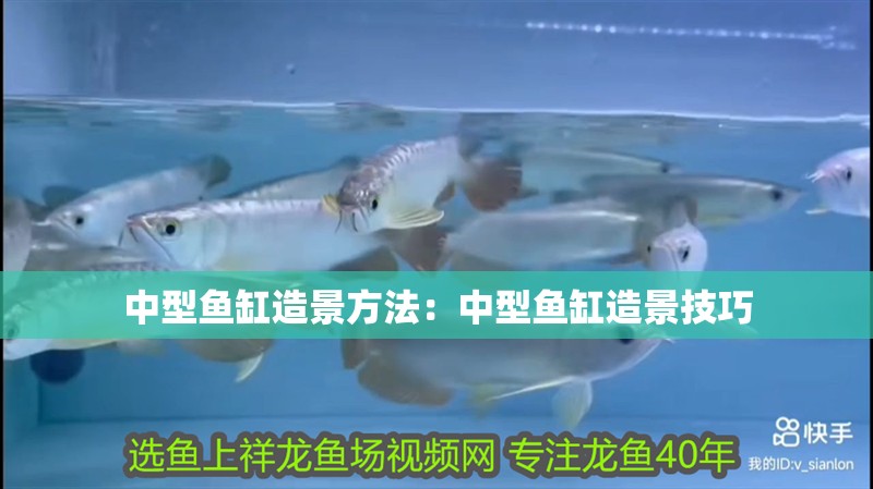 中型魚缸造景方法：中型魚缸造景技巧