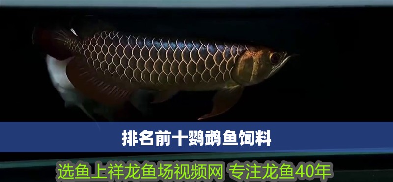 排名前十鸚鵡魚飼料