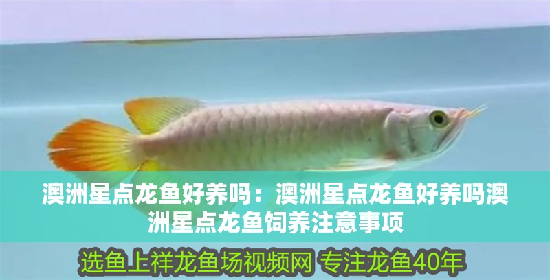 澳洲星點龍魚好養嗎：澳洲星點龍魚好養嗎澳洲星點龍魚飼養注意事項