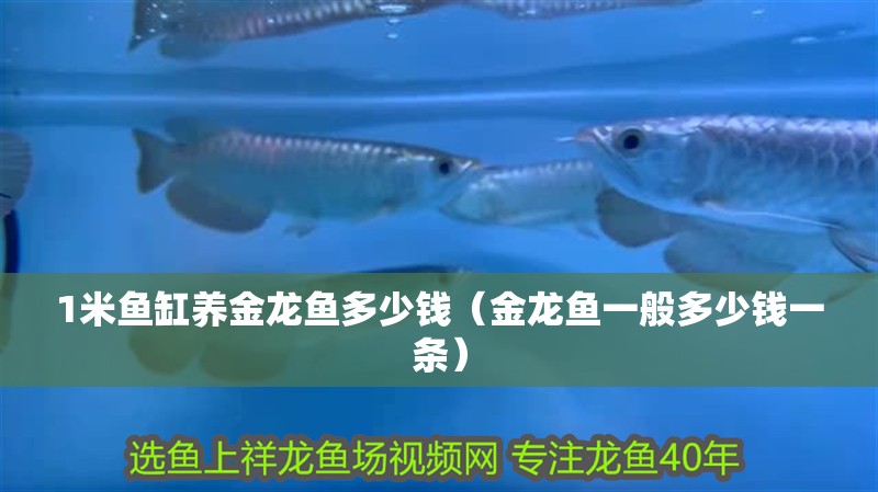 1米魚缸養金龍魚多少錢（金龍魚一般多少錢一條） 1米魚缸養金龍魚多少錢（金龍魚一般多少錢一條） 龍魚百科