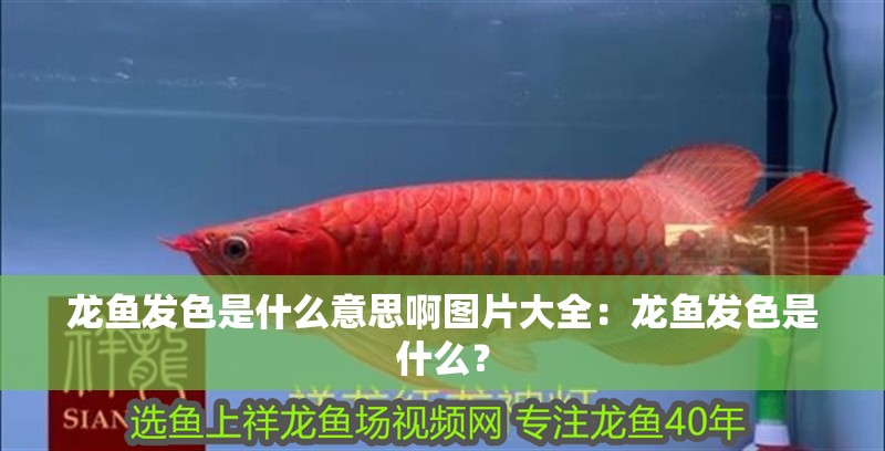 龍魚發色是什么意思啊圖片大全：龍魚發色是什么？