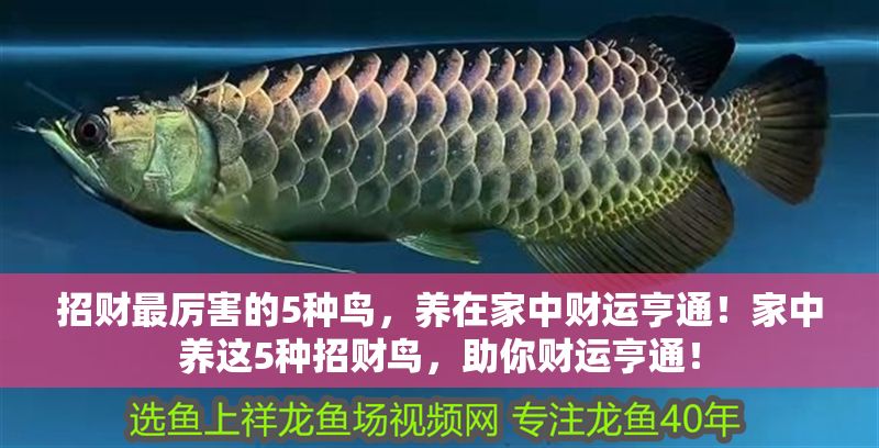 招財(cái)最厲害的5種鳥，養(yǎng)在家中財(cái)運(yùn)亨通！家中養(yǎng)這5種招財(cái)鳥，助你財(cái)運(yùn)亨通！