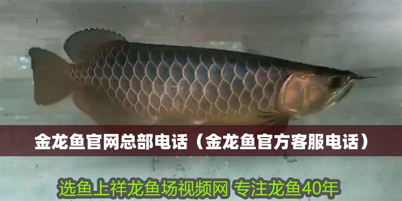 金龍魚(yú)官網(wǎng)總部電話（金龍魚(yú)官方客服電話）