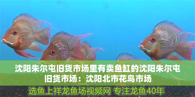 龍魚干蝦有營養嗎 沈陽朱爾屯舊貨市場里有賣魚缸的沈陽朱爾屯舊貨市場:沈陽北市花鳥市場 魚缸百科 沈陽朱爾屯舊貨市場里有賣魚缸的沈陽朱爾屯舊貨市場:沈陽北市花鳥市場 沈陽朱爾屯舊貨市場里有賣魚缸的沈陽朱爾屯舊貨市場:沈陽北市花鳥市場 魚缸百科