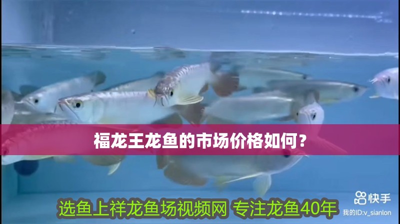 福龍王龍魚(yú)的市場(chǎng)價(jià)格如何？