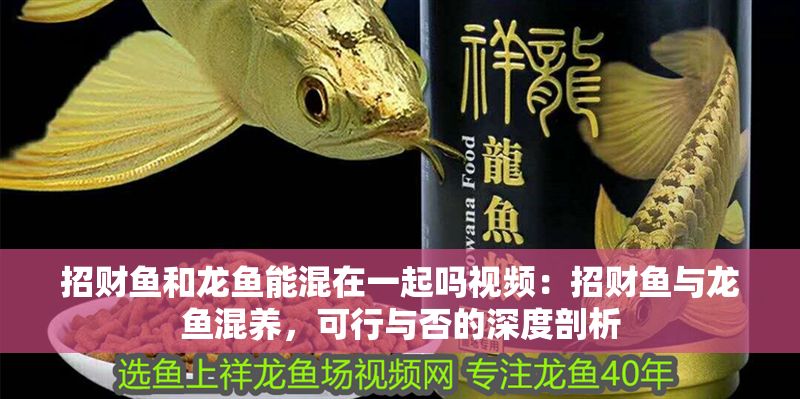 招財魚和龍魚能混在一起嗎視頻：招財魚與龍魚混養，可行與否的深度剖析