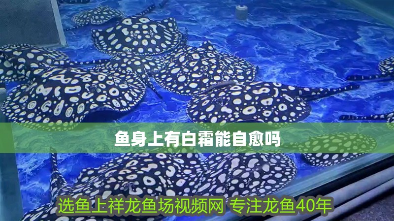 魚身上有白霜能自愈嗎