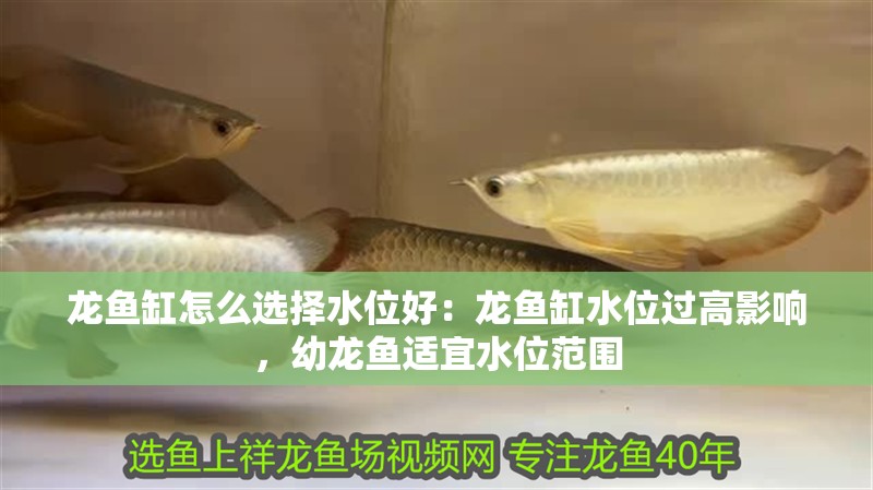 龍魚(yú)缸怎么選擇水位好：龍魚(yú)缸水位過(guò)高影響，幼龍魚(yú)適宜水位范圍