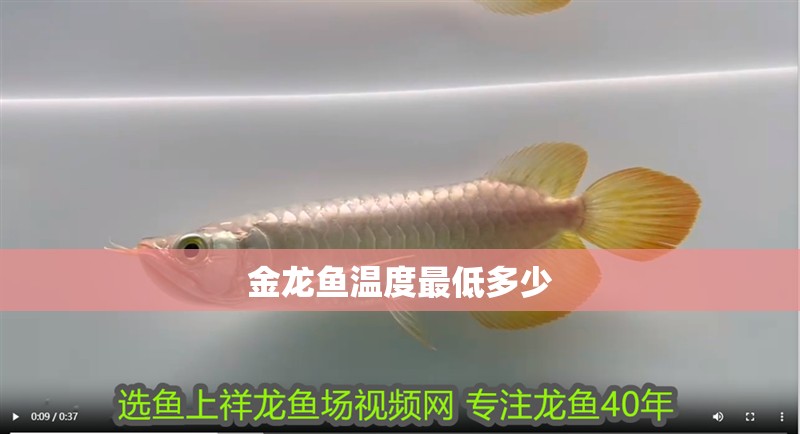 金龍魚溫度最低多少