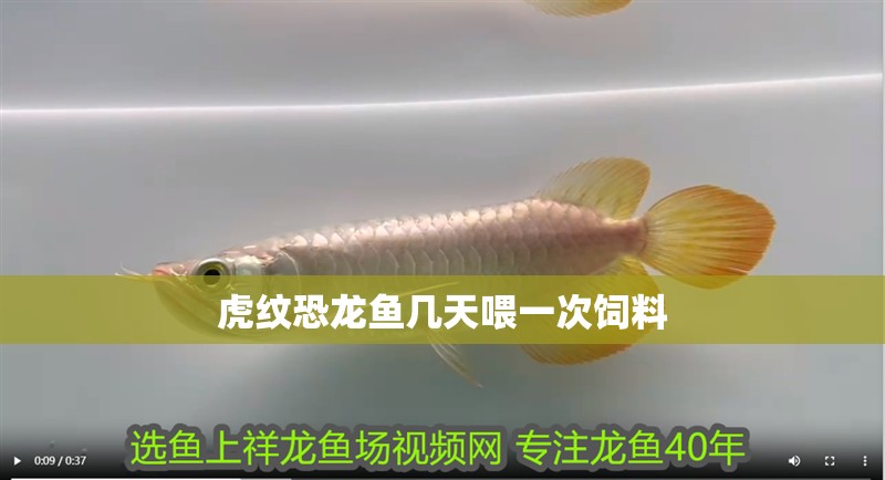 虎紋恐龍魚幾天喂一次飼料