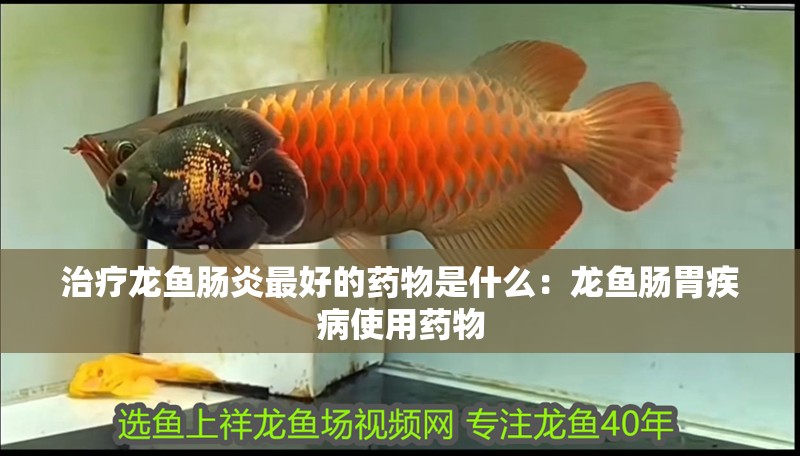 治療龍魚腸炎最好的藥物是什么：龍魚腸胃疾病使用藥物