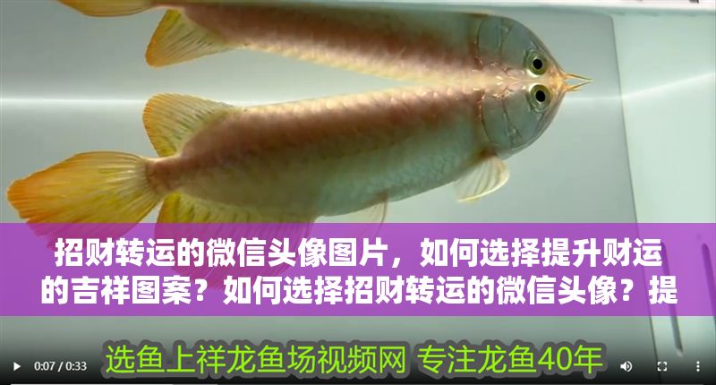 招財(cái)轉(zhuǎn)運(yùn)的微信頭像圖片，如何選擇提升財(cái)運(yùn)的吉祥圖案？如何選擇招財(cái)轉(zhuǎn)運(yùn)的微信頭像？提升財(cái)運(yùn)的吉祥圖案推薦 招財(cái)轉(zhuǎn)運(yùn)的微信頭像圖片，如何選擇提升財(cái)運(yùn)的吉祥圖案？如何選擇招財(cái)轉(zhuǎn)運(yùn)的微信頭像？提升財(cái)運(yùn)的吉祥圖案推薦 龍魚百科 第1張