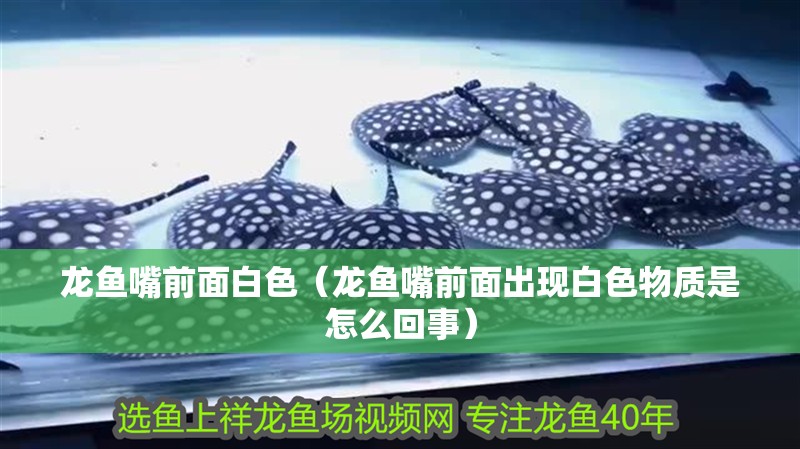 龍魚嘴前面白色（龍魚嘴前面出現白色物質是怎么回事）
