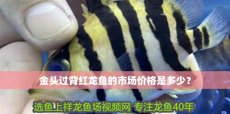 金頭過背紅龍魚的市場價(jià)格是多少？