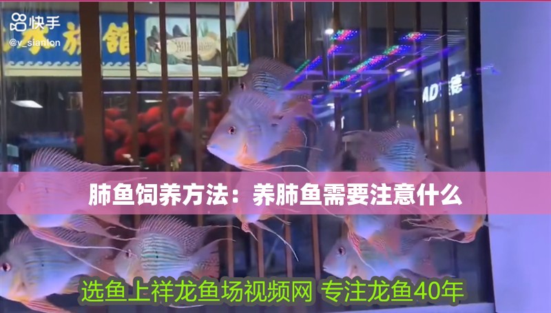 肺魚飼養(yǎng)方法：養(yǎng)肺魚需要注意什么