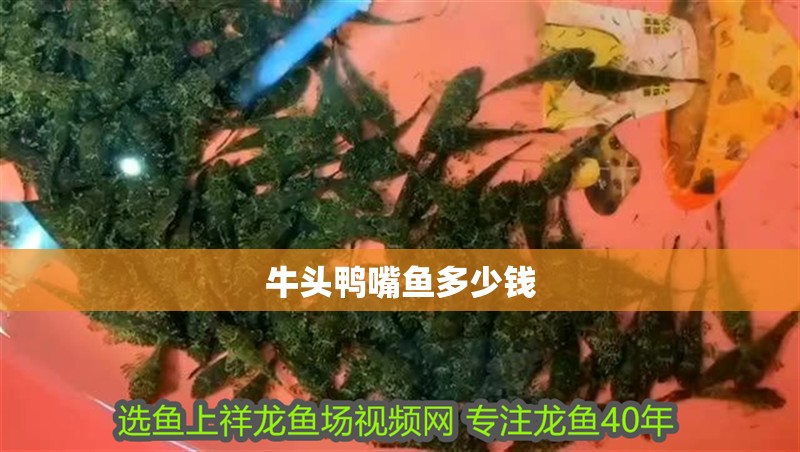 牛頭鴨嘴魚多少錢