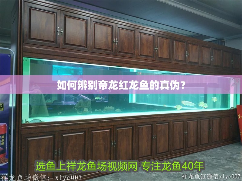 如何辨別帝龍紅龍魚的真偽？