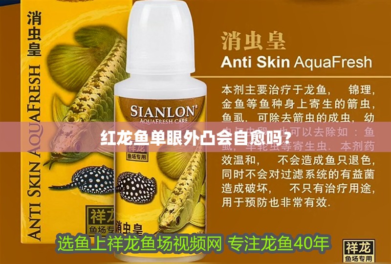 紅龍魚單眼外凸會自愈嗎？