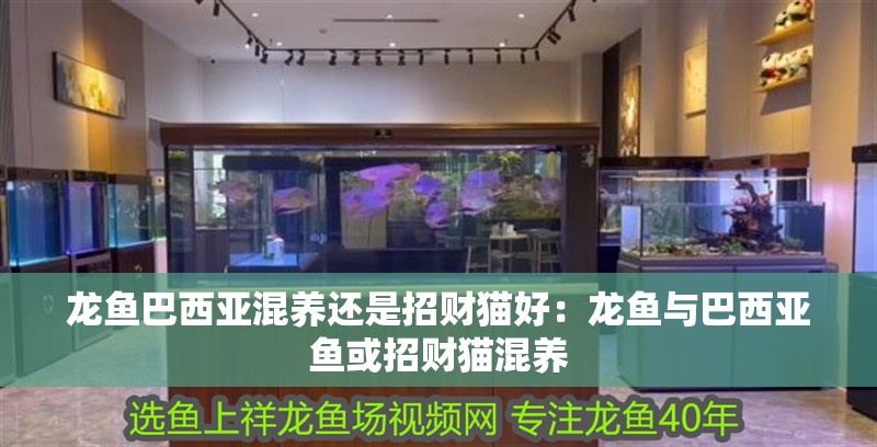 龍魚巴西亞混養還是招財貓好：龍魚與巴西亞魚或招財貓混養