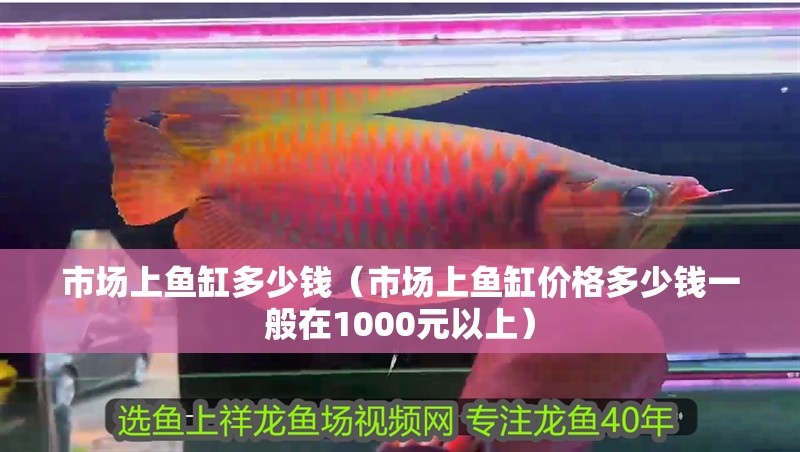 市場上魚缸多少錢（市場上魚缸價格多少錢一般在1000元以上）
