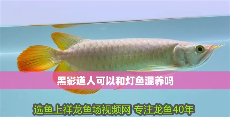 黑影道人可以和燈魚混養嗎