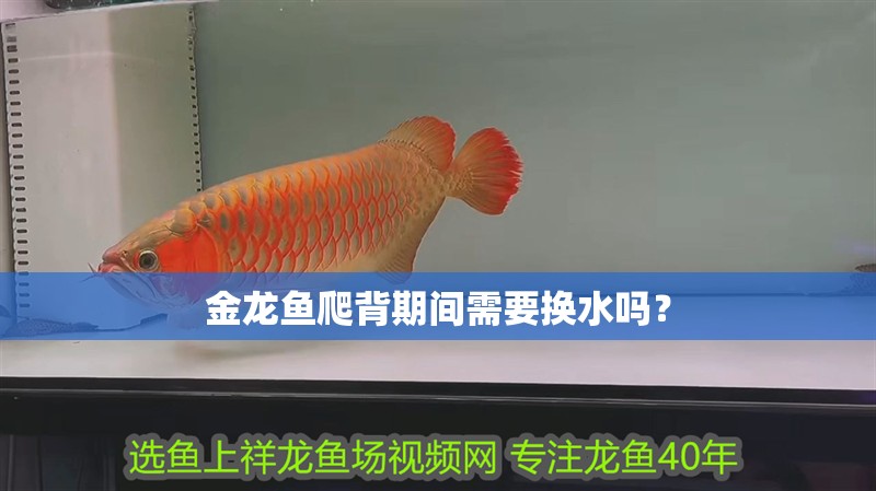 金龍魚爬背期間需要換水嗎？ 金龍魚爬背期間需要換水嗎？ 龍魚論壇