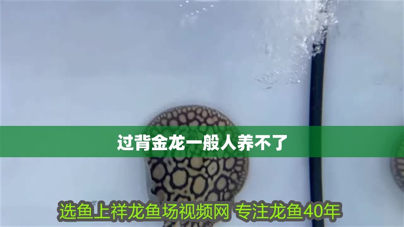 過背金龍一般人養(yǎng)不了
