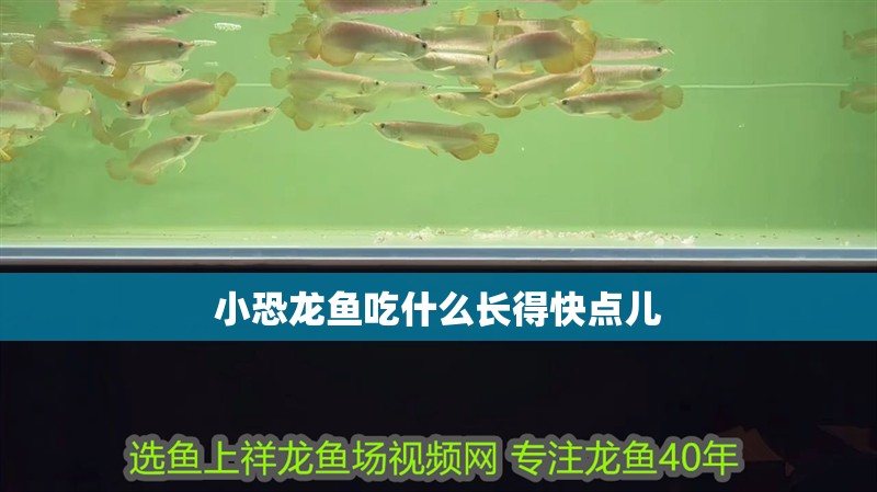 小恐龍魚吃什么長得快點兒 小恐龍魚吃什么長得快點兒 龍魚百科