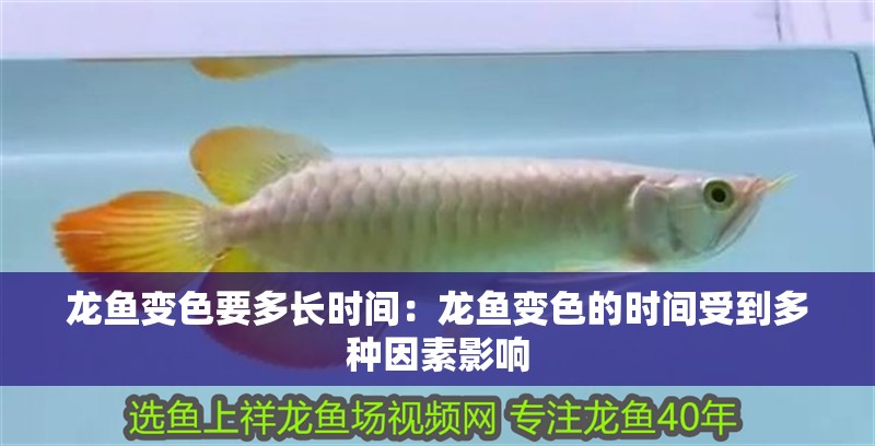 龍魚變色要多長時間：龍魚變色的時間受到多種因素影響