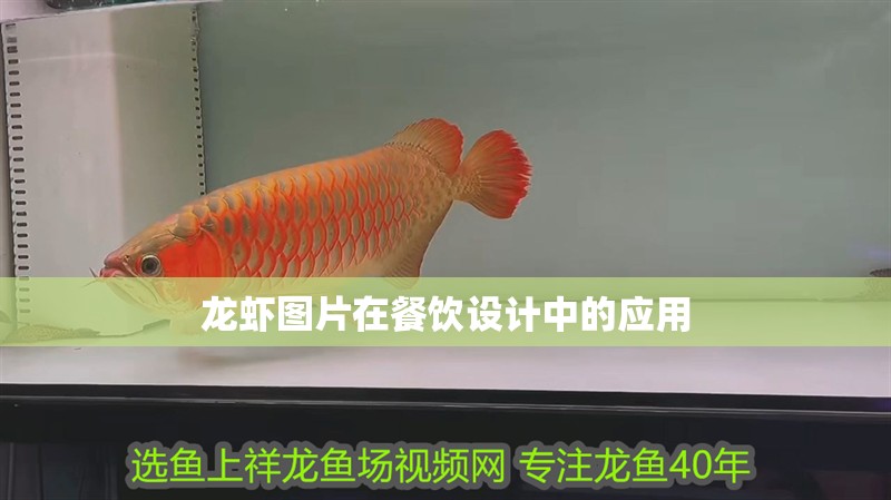 龍蝦圖片在餐飲設計中的應用