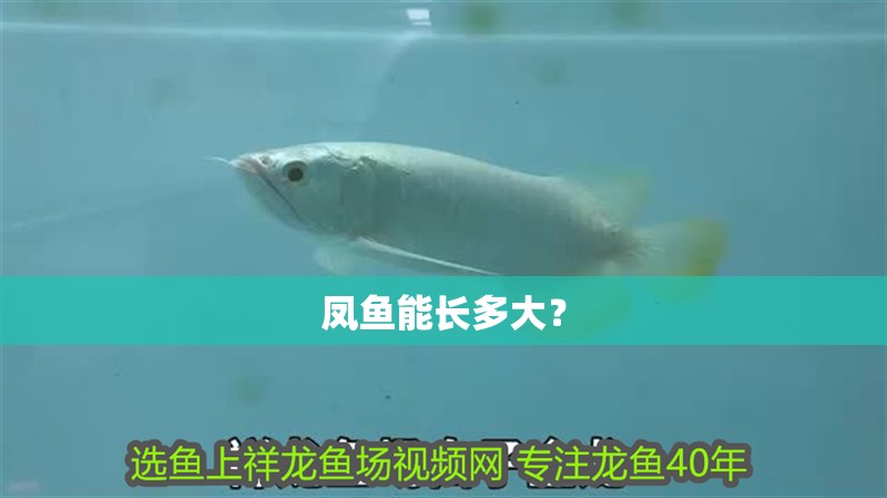 鳳魚能長多大？
