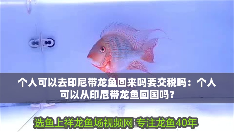 個人可以去印尼帶龍魚回來嗎要交稅嗎：個人可以從印尼帶龍魚回國嗎？
