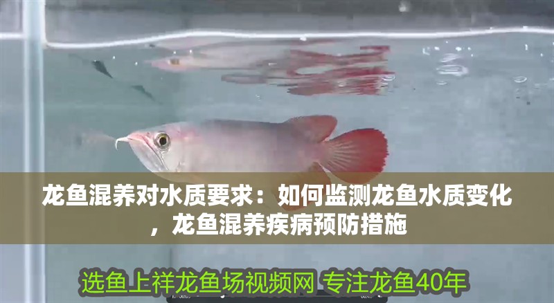 龍魚混養對水質要求：如何監測龍魚水質變化，龍魚混養疾病預防措施