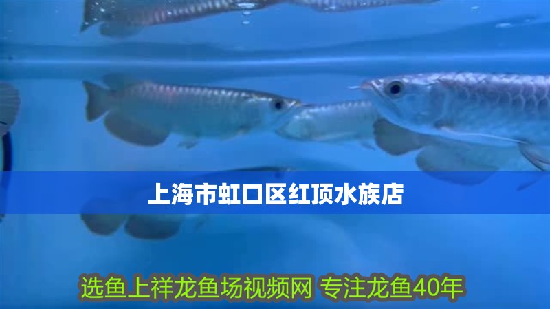 上海市虹口區(qū)紅頂水族店 上海市虹口區(qū)紅頂水族店 全國水族館企業(yè)名錄