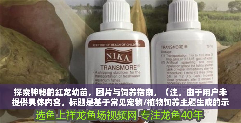 探索神秘的紅龍幼苗，圖片與飼養指南，（注，由于用戶未提供具體內容，標題是基于常見寵物/植物飼養主題生成的示例。若用戶提供實際內容，將生成更精準匹配的標題。）