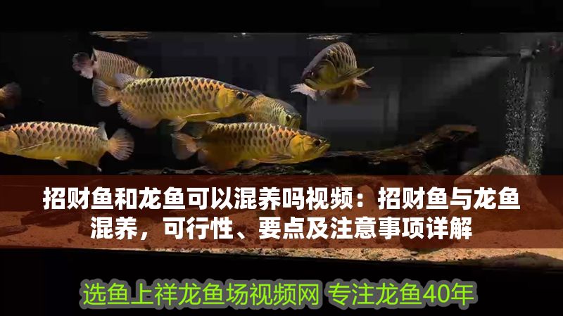 招財魚和龍魚可以混養嗎視頻：招財魚與龍魚混養，可行性、要點及注意事項詳解