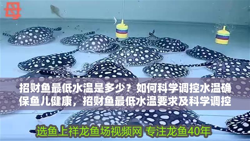 招財魚最低水溫是多少？如何科學調控水溫確保魚兒健康，招財魚最低水溫要求及科學調控方法全解析