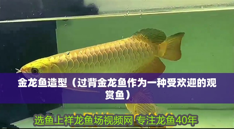 金龍魚造型（過背金龍魚作為一種受歡迎的觀賞魚） 金龍魚造型（過背金龍魚作為一種受歡迎的觀賞魚） 龍魚百科