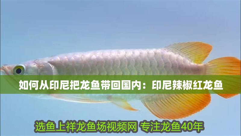 如何從印尼把龍魚帶回國(guó)內(nèi)：印尼辣椒紅龍魚