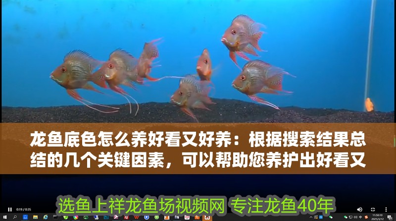 龍魚底色怎么養好看又好養：根據搜索結果總結的幾個關鍵因素，可以幫助您養護出好看又好養的龍魚底色