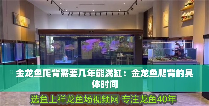 金龍魚(yú)爬背需要幾年能滿缸：金龍魚(yú)爬背的具體時(shí)間