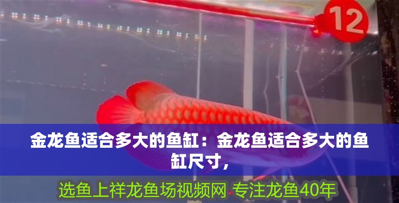 金龍魚適合多大的魚缸：金龍魚適合多大的魚缸尺寸，