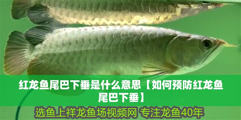 紅龍魚尾巴下垂是什么意思【如何預防紅龍魚尾巴下垂】