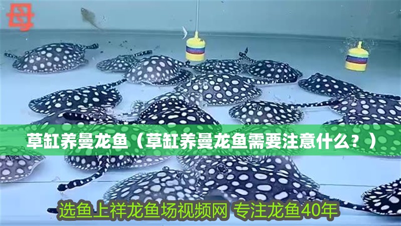 草缸養(yǎng)曼龍魚（草缸養(yǎng)曼龍魚需要注意什么？）