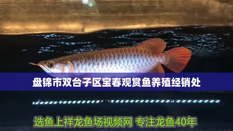 盤錦市雙臺子區(qū)寶春觀賞魚養(yǎng)殖經銷處