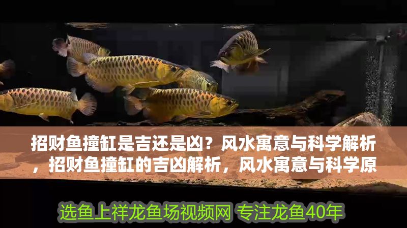 招財魚撞缸是吉還是兇？風水寓意與科學解析，招財魚撞缸的吉兇解析，風水寓意與科學原因揭秘