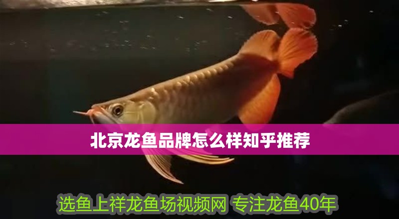 北京龍魚品牌怎么樣知乎推薦